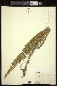 Artemisia campestris image