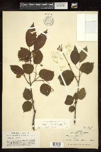 Viburnum dentatum var. lucidum image