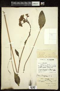 Arnoglossum plantagineum image