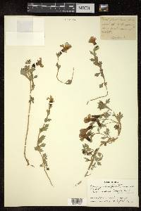 Cyananthus lobatus image