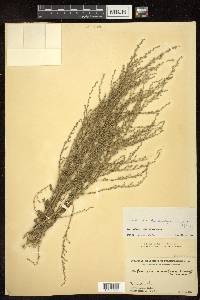 Artemisia glanduligera image