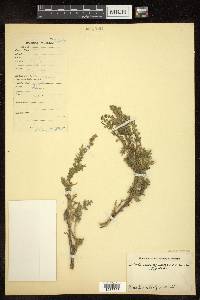 Artemisia sacrorum image