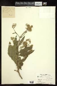 Blumea densiflora image