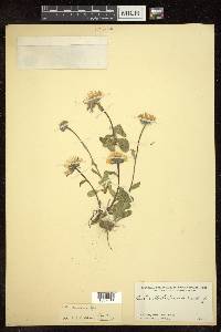 Aster flaccidus image