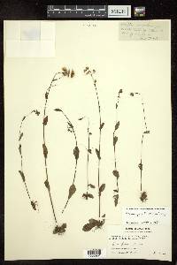 Blumeopsis flava image