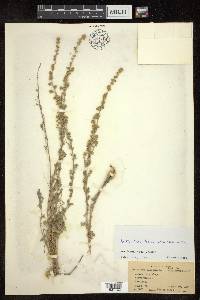 Artemisia brevifolia image