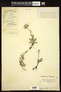 Aster flaccidus image