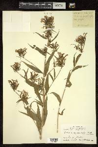 Lobelia pyramidalis image