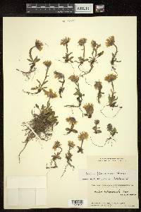 Aster flaccidus image