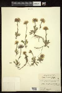 Aster flaccidus image