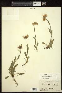 Aster flaccidus image