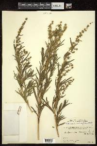 Artemisia salsoloides image