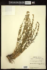 Artemisia salsoloides image