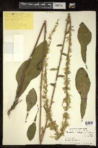 Ainsliaea latifolia image