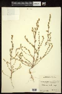 Artemisia stricta image