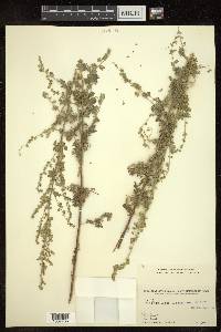 Artemisia sacrorum image