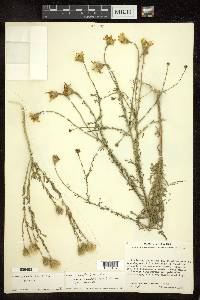 Adenophyllum porophyllum var. cancellatum image