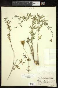 Adenophyllum aurantium image