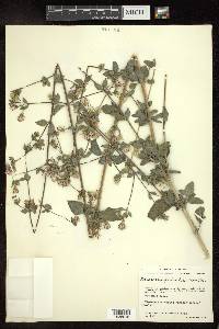 Brickellia paniculata image