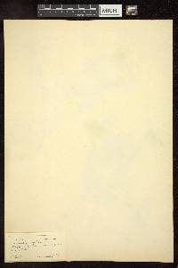 Cladanthus arabicus image