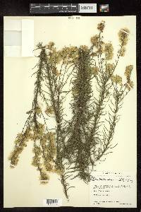 Brickellia scoparia image