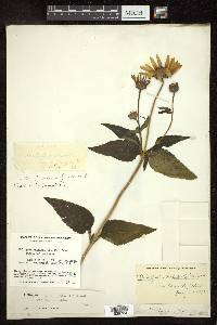 Heliopsis helianthoides subsp. helianthoides image