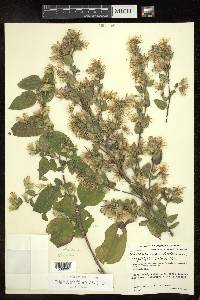 Brickellia secundiflora image