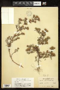Dyssodia chrysanthemoides image
