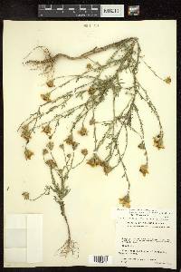 Adenophyllum porophyllum image