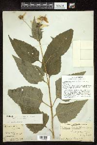 Heliopsis helianthoides subsp. helianthoides image