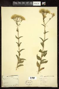 Eupatorium album image