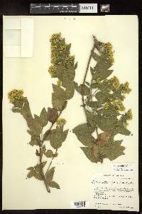 Calea urticifolia image