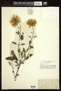 Helianthus petiolaris image