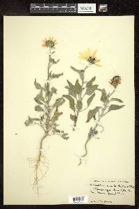 Helianthus niveus image