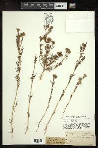 Dyssodia chrysanthemoides image