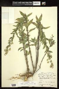 Brickellia secundiflora image