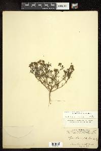 Thymophylla aurea var. polychaeta image