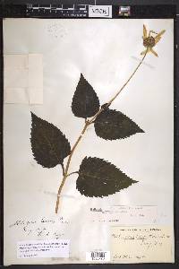 Heliopsis helianthoides subsp. helianthoides image