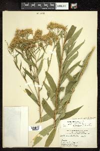 Doellingeria umbellata var. umbellata image