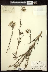 Cirsium chinense image