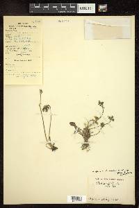 Crepis multicaulis image