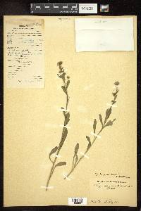 Erigeron acris image