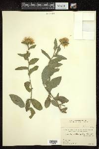 Inula obtusifolia image