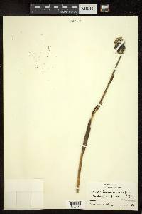 Cremanthodium arnicoides image