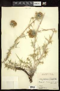 Cousinia thomsonii image