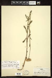 Tanacetum vulgare image