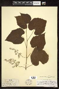 Vitis cordifolia image