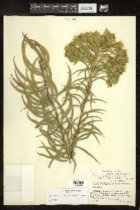 Trixis michuacana var. longifolia image