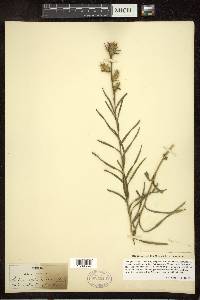 Liatris squarrosa image