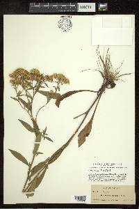 Sericocarpus conyzoides image